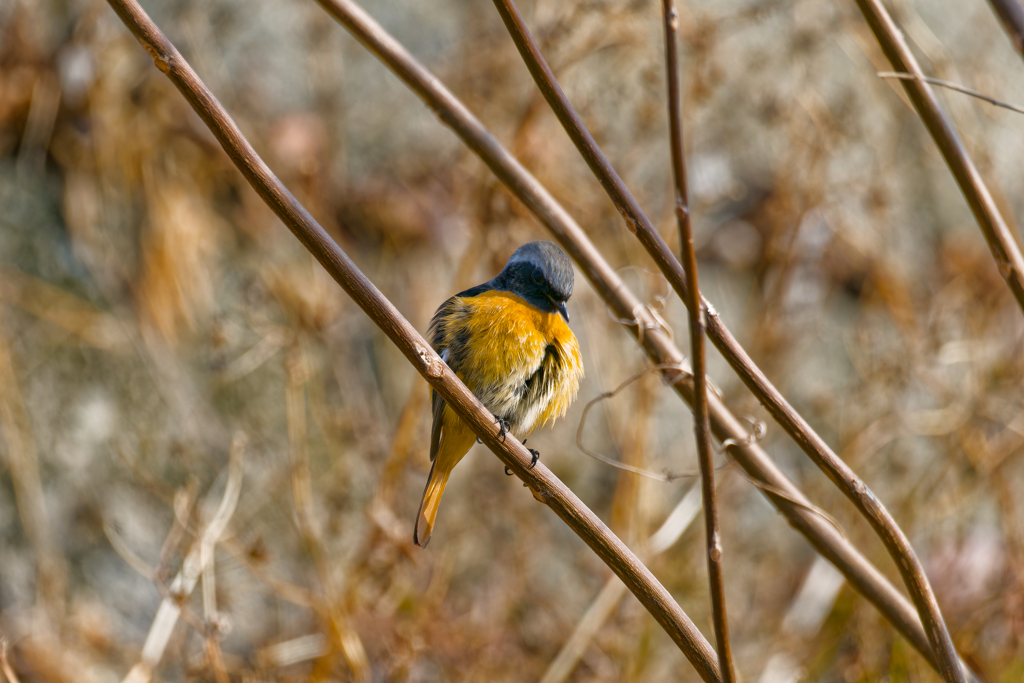 京都府 ジョウビタキ 野鳥