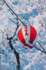 花見