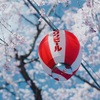 花見