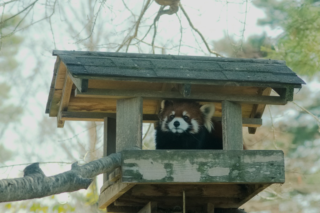 レッサーパンダ