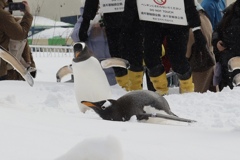 おたる水族館