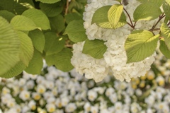 白い紫陽花