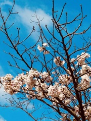 春の足音