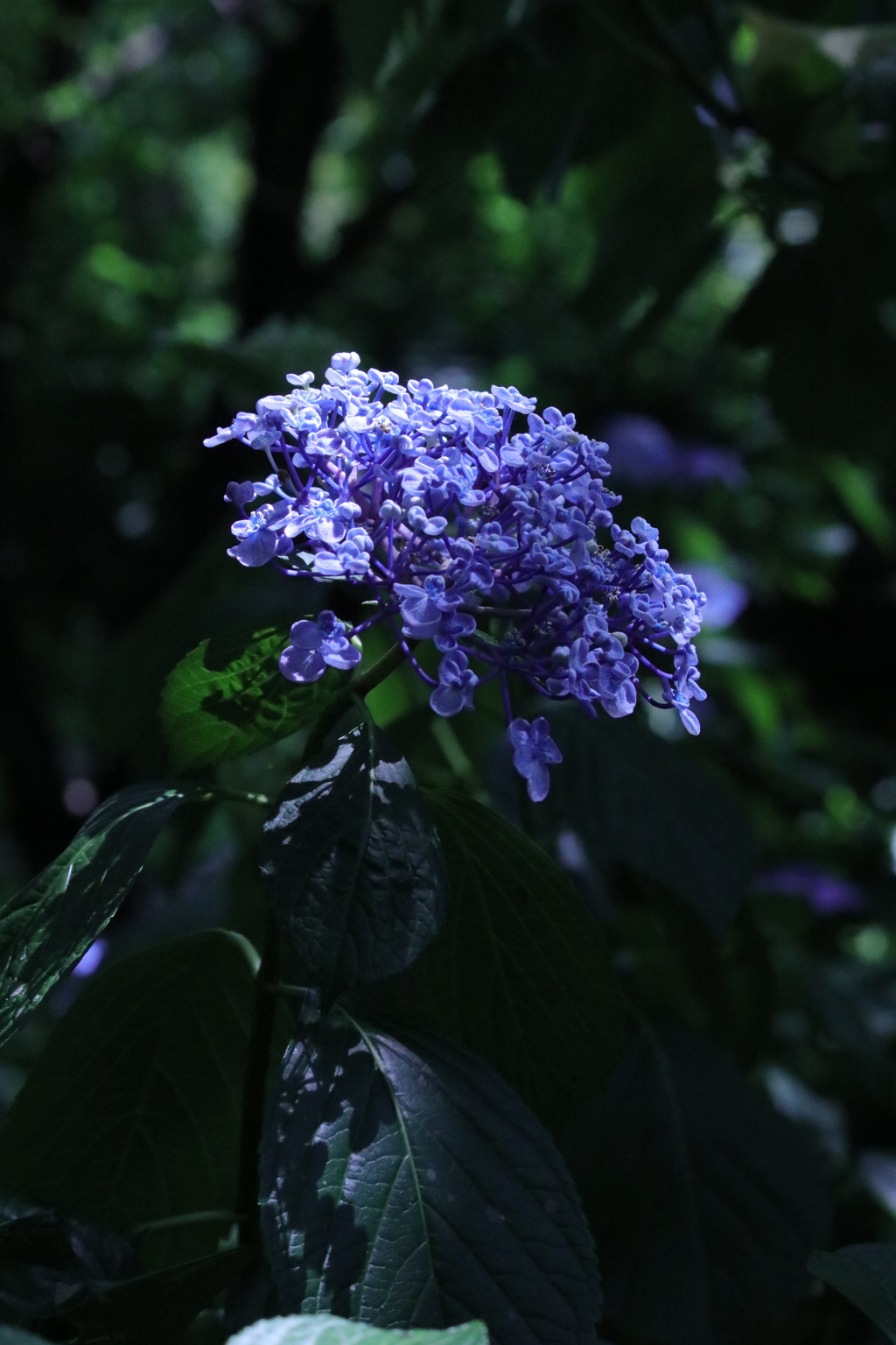 紫陽花