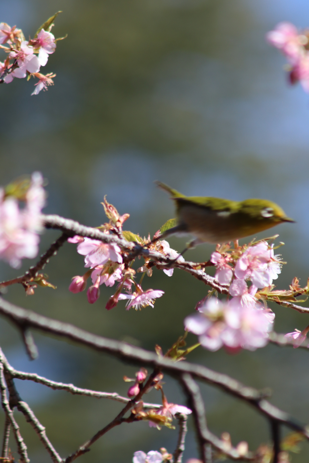 春（2）