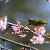 春（2）