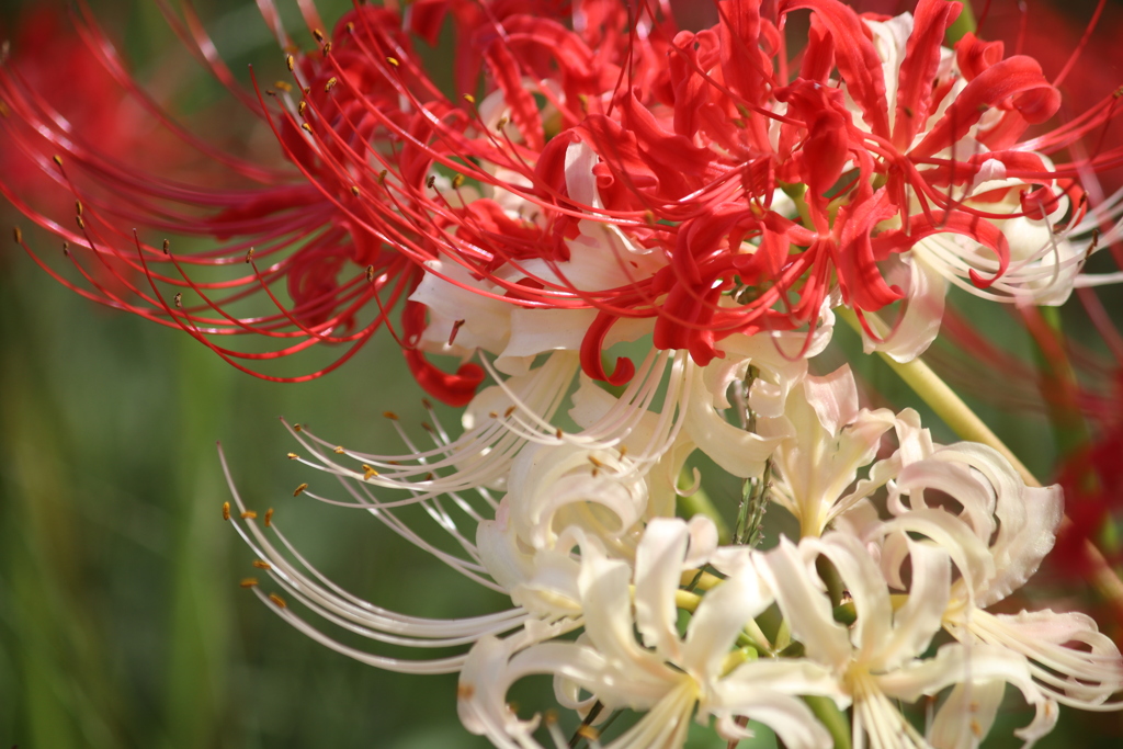 紅白曼珠沙華