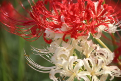 紅白曼珠沙華