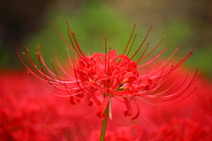 曼珠沙華