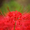 曼珠沙華