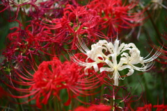 曼珠沙華