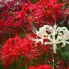 曼珠沙華