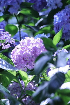 紫陽花