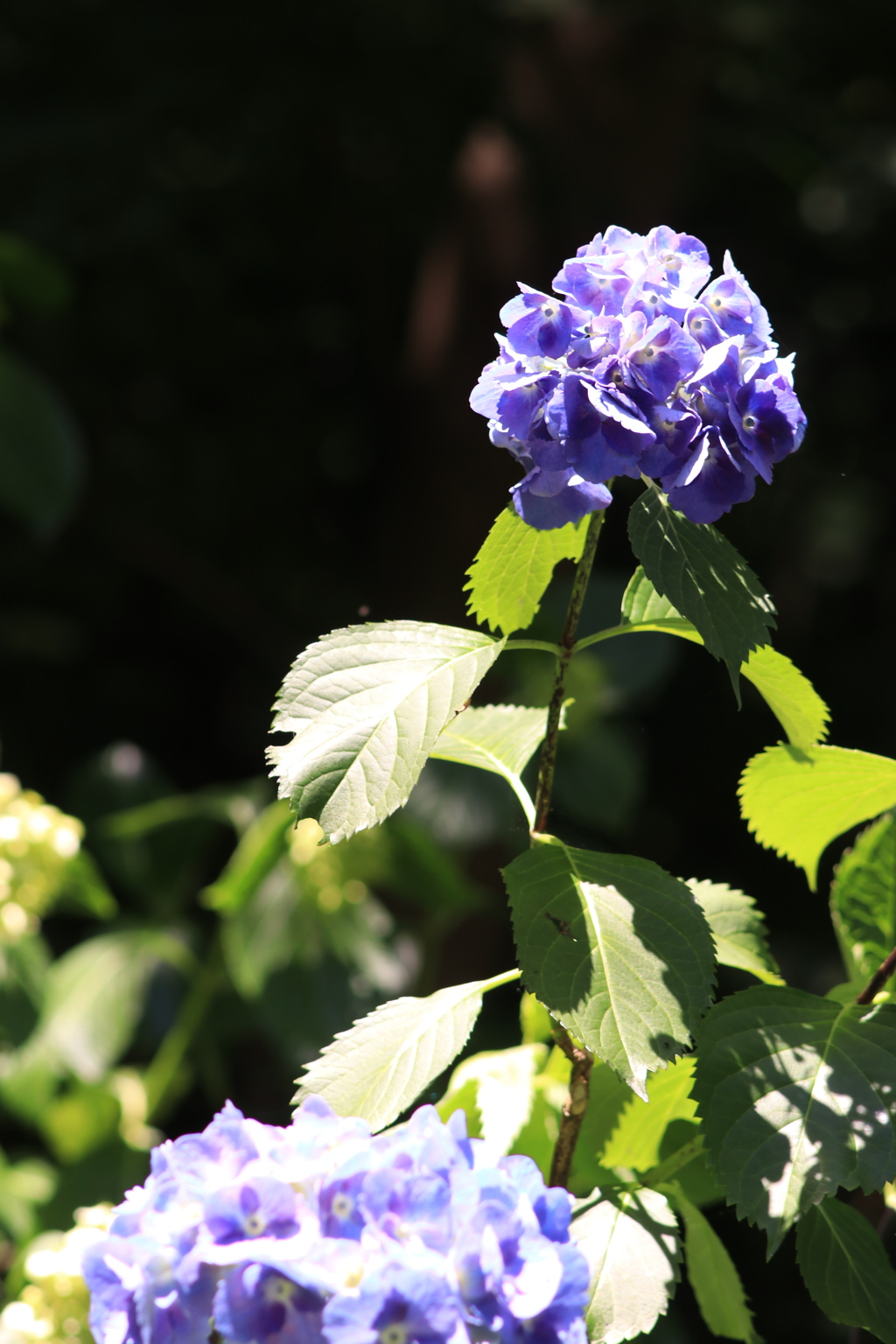紫陽花