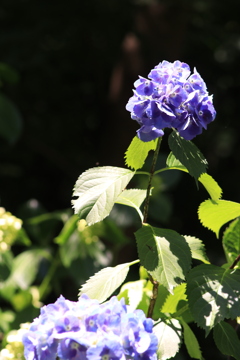 紫陽花