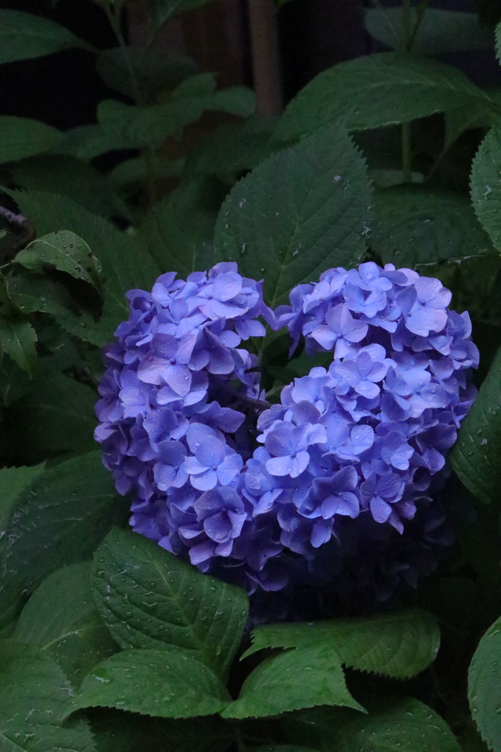 紫陽花