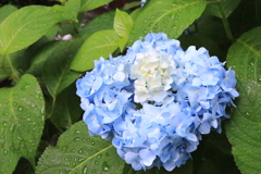 梅雨入り