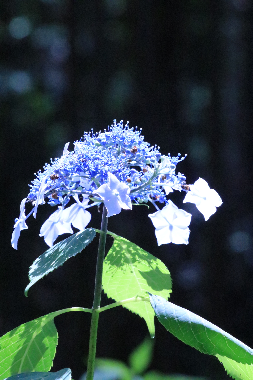 星の紫陽花