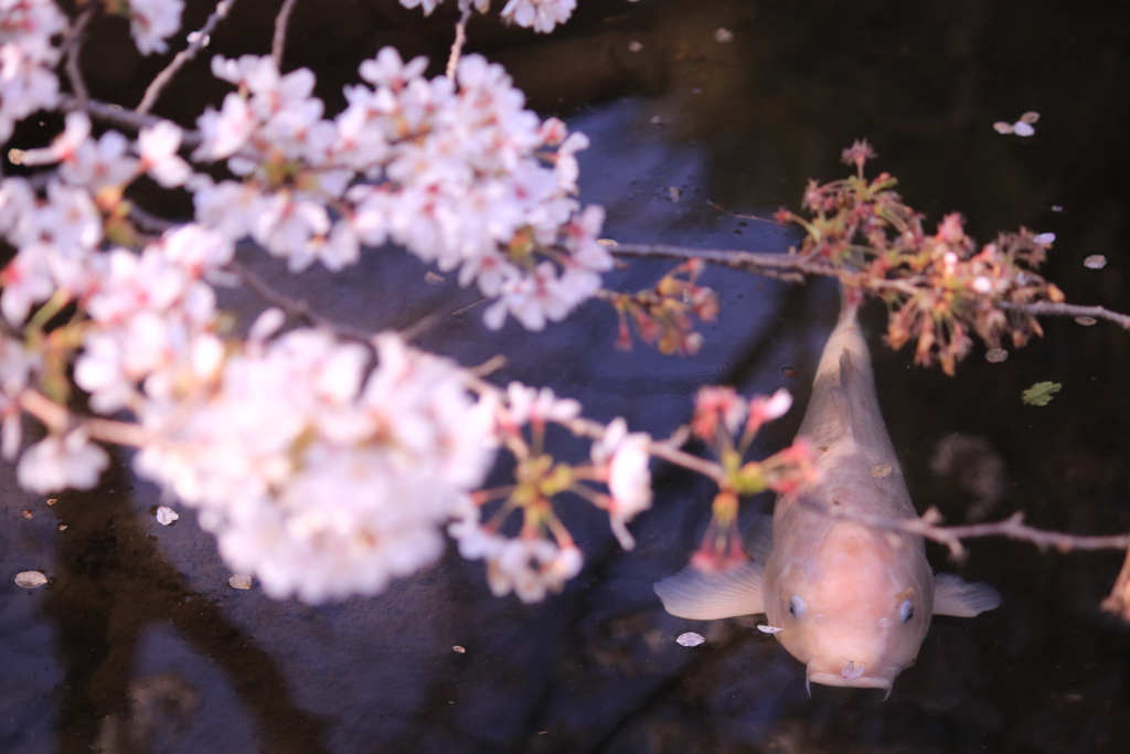 桜と鯉