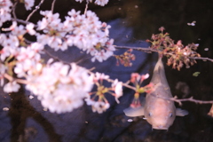 桜と鯉