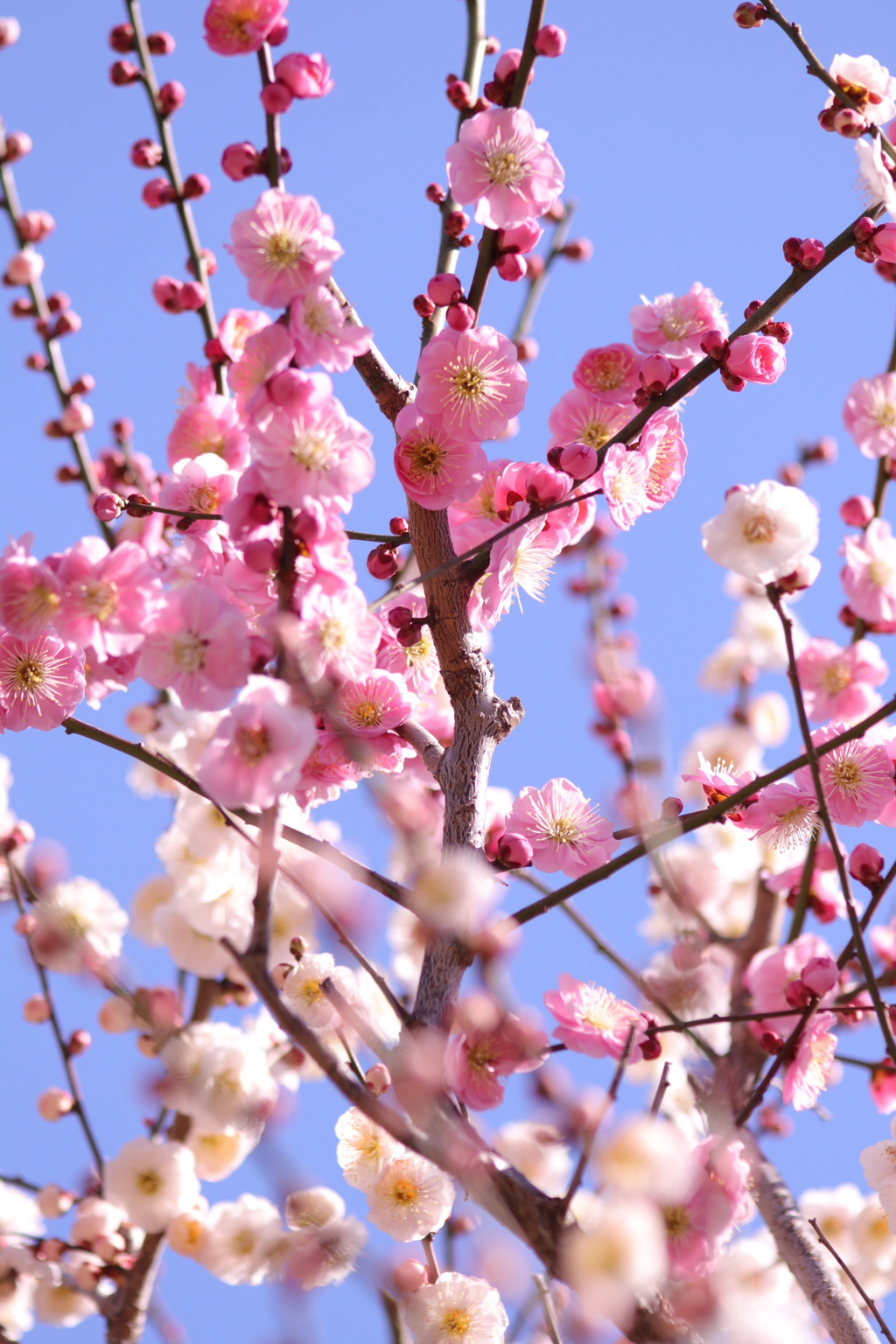 春（3）