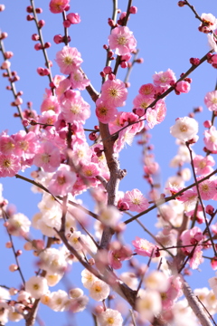 春（3）