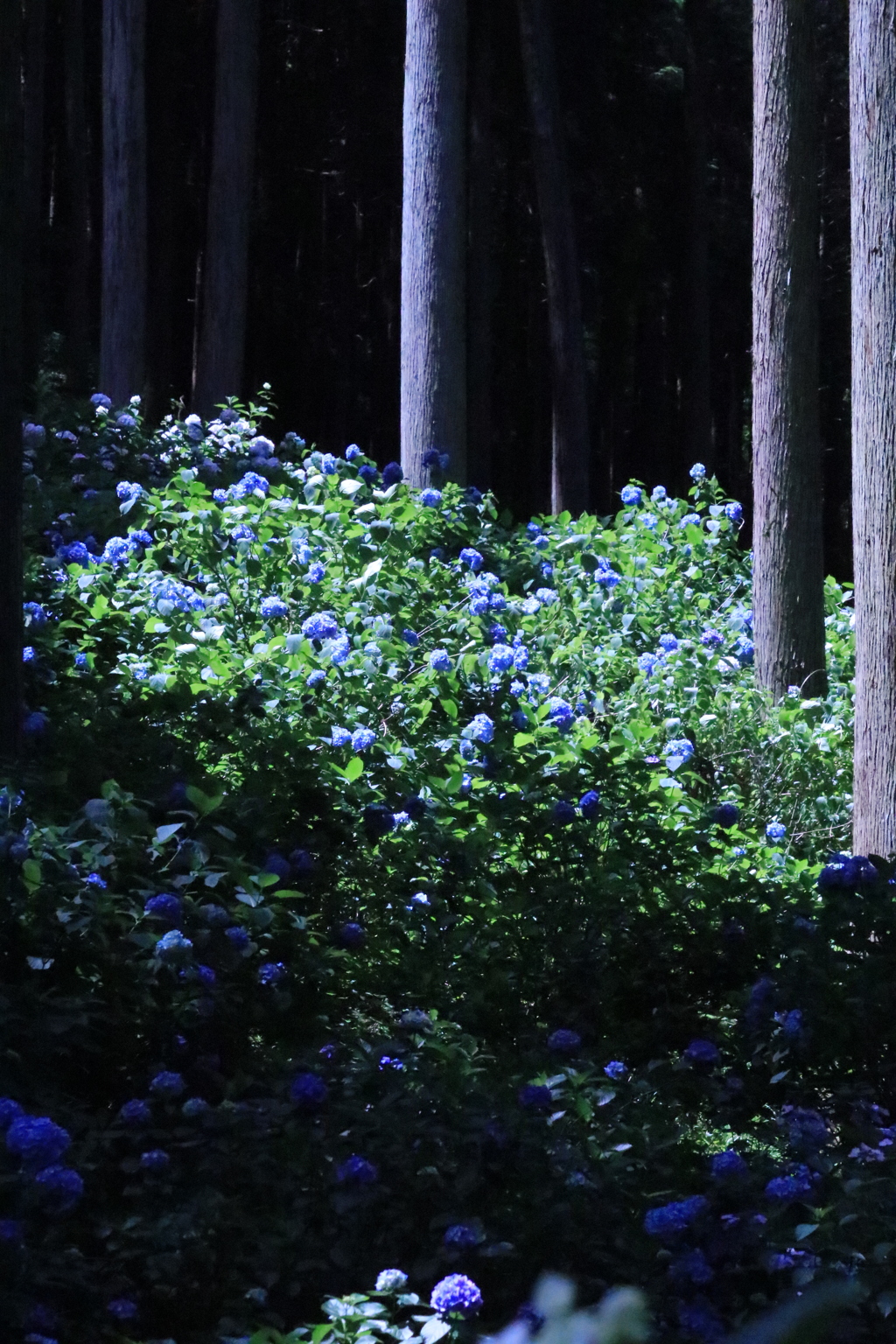 あじさい山