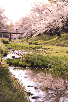緑道の桜