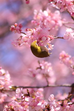 春（4）