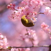 春（4）