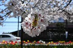 桜のボール玉