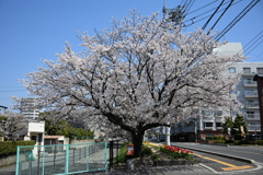 街の一本桜