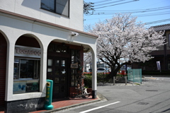 レトロなたばこ屋さんと桜