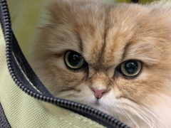 動物病院にて