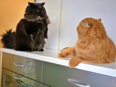ニョッキリ