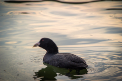 大濠公園