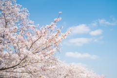 獨協大学前駅の桜