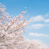 獨協大学前駅の桜