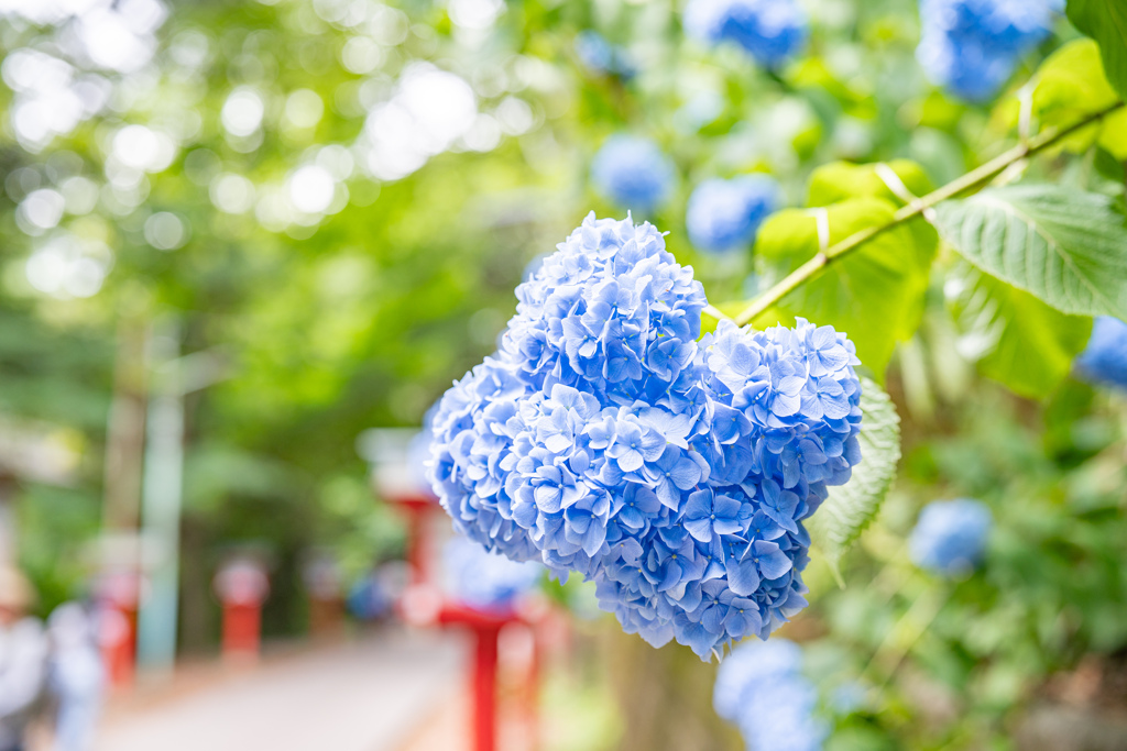 紫陽花