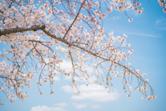 獨協大学前駅の桜
