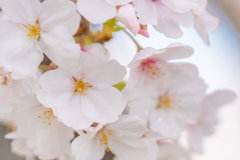 獨協大学前駅の桜