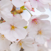 獨協大学前駅の桜