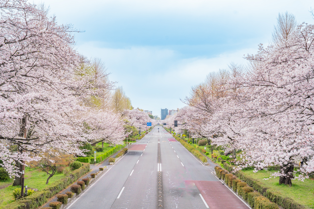 国立駅の桜