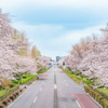 国立駅の桜