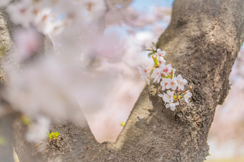獨協大学前駅の桜