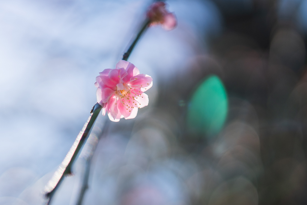 長谷寺の梅