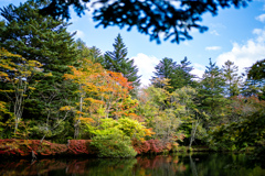 紅葉　軽井沢　雲場池