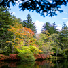 紅葉　軽井沢　雲場池