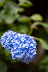 紫陽花