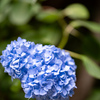 紫陽花